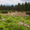 rose-geranium-hydrosol_garden