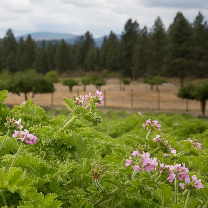 rose-geranium-hydrosol_garden